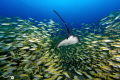   STING RAYSEYCHELLES 2024  